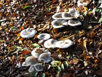 autumnal mushrooms