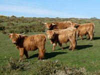 four cows dartmoor