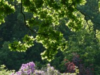 rhododenrons hennock