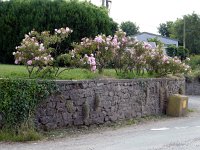 roses salt bin